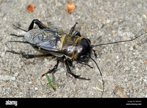 Field cricket (Gryllus campestris Stock Photo - Alamy