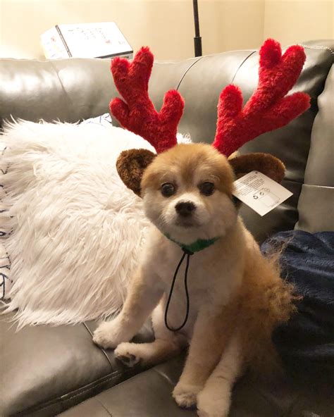 Dasher, Dancer, Prancer... Name this reindeer. : r/christmas