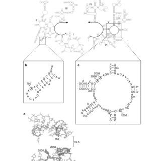 (PDF) The Ketolides