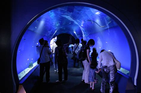 Tunnel under a fish tank | Osaka Aquarium Kaiyukan, Japan. | Flickr