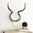 Kudu Antlers | Ballard Designs