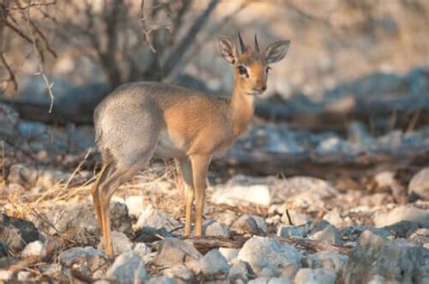 The Silver Dik-Dik: Conservation and Protection - My Animals