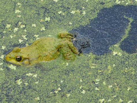 Frog Laying eggs | Dieter Freier | Flickr