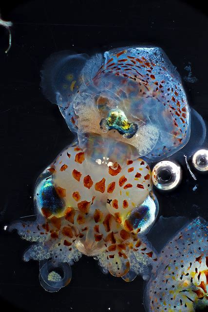 Hawaiian Bobtail Squid – Macroscopic Solutions | INSPIRING DISCOVERY