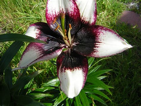 *Terra Garden*: Wordless Wednesday: Black Eye Lily