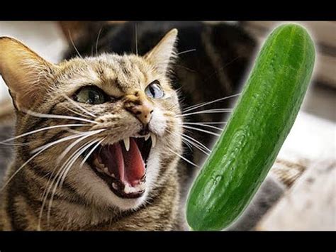 Why are Cats Scared of Cucumber? - YouTube