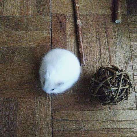 My hamster is a little furry snowball : pics