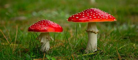 Amanita muscaria: A Cautionary Tale - Wonderground