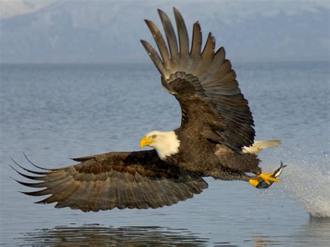 Download Free Modern Bald Eagle Photos The Wallpapers 1600x1200 | HD ...