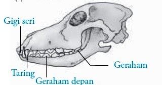 Sistem Pencernaan Makanan pada Hewan Ruminansia:blog info