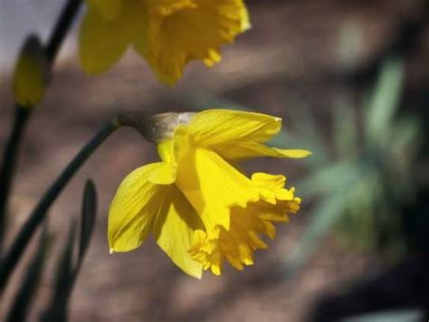 Tips to keep plants protected from cold snap - WCPO Cincinnati, OH