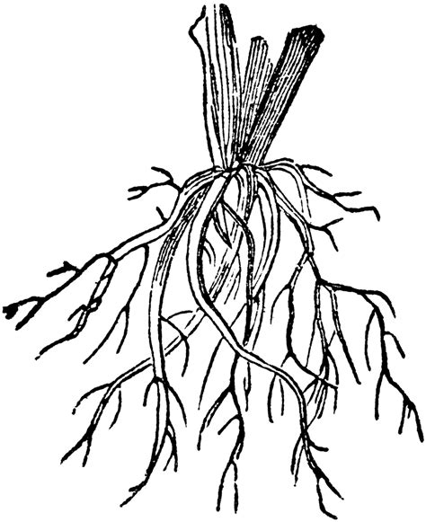 Fibrous Root | ClipArt ETC