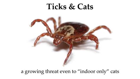 Ticks - Cats Only Veterinary Hospital