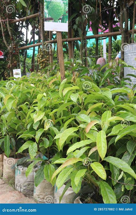 Avocado Tree Plant on Farm for Harvest Stock Photo - Image of ...