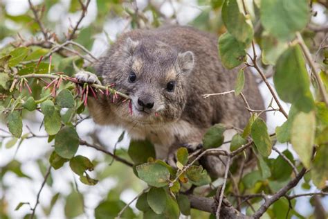 Raucous Barks Reverberating in the Night Lead to the Discovery of New ...