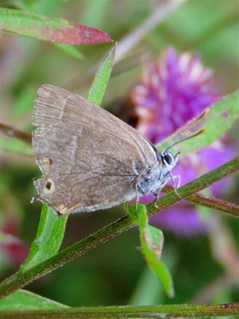 Purple hairstreak butterfly at Brook Park (c) Ian Hurst - The Land Trust