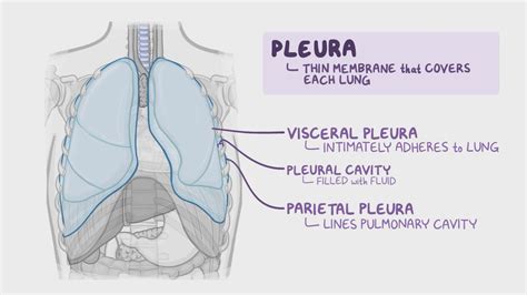 Pleural Anatomy