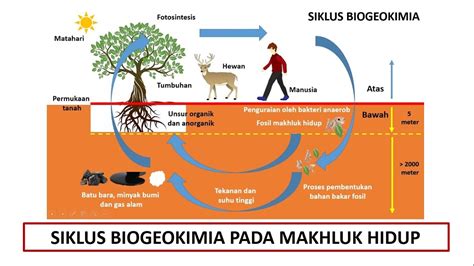 Siklus Hidup Makhluk Hidup - IMAGESEE