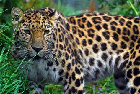 Little Critterz: Animal Profile: Amur Leopard