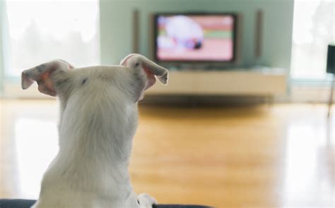 Can A Dog See Tv? Exploring Canine Perception Of Television