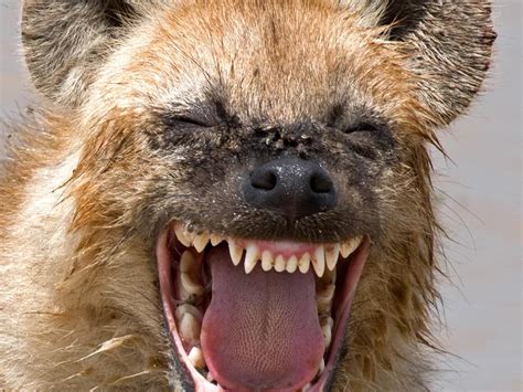 Laughing Hyena | Smithsonian Photo Contest | Smithsonian Magazine