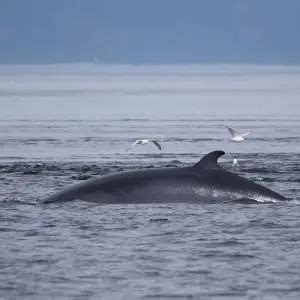 Common Minke Whale - Facts, Diet, Habitat & Pictures on Animalia.bio