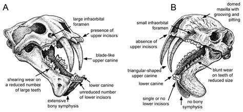 Tiger Teeth Diagram