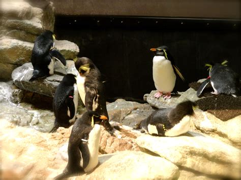 Penguins. The Boston Aquarium | Penguins, Animals, Aquarium