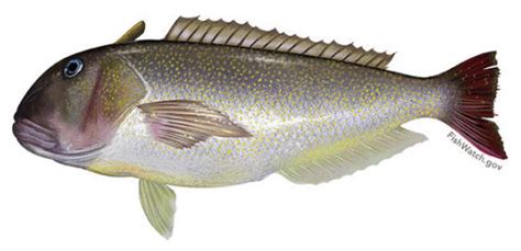 Tilefish