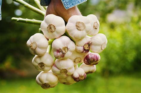 The Best Companion Plants for Parsnips | Gardener’s Path