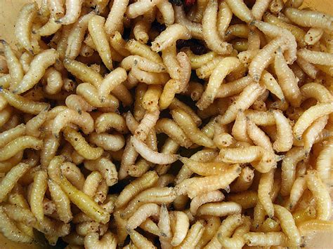 The good and bad sides of Maggots ~ Wondering Things