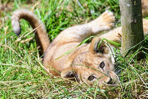 wallpaper lion, cub, cute, grass HD : Widescreen : High Definition ...