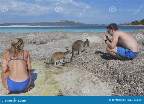 Kangaroos on the Beach in Lucky Bay Cape Le Grand in Western Australia ...