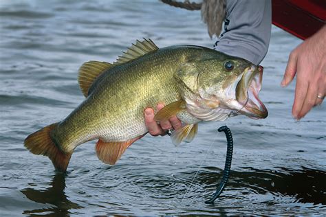 Best Place For Bass Fishing Near Me Socal Bdoutdoors - fishing tips ontario