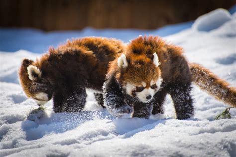 GISMETEO: Red pandas playing in fluffy snow: video - Current events ...