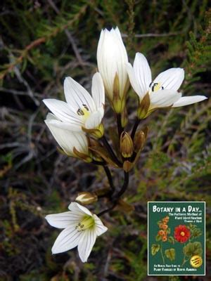 Native Plants, Flowers, Shrubs and Trees of New Zealand