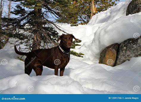 Chocolate Labrador Dog In The Snow Stock Photo - Image of retriever, snow: 12591746