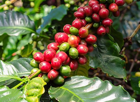 The Buzz Behind Industrial Coffee Plants: From Bean to Brew - Indonesia ...