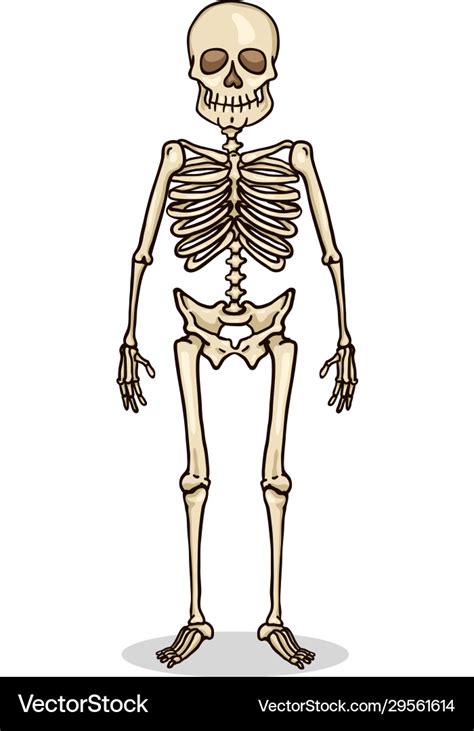 Cartoon color character - human skeleton Vector Image