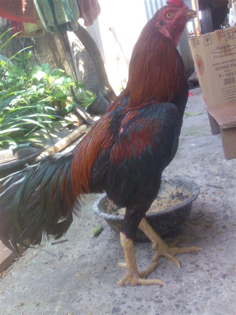 Foto Ayam Jago Bangkok Petarung Terhebat