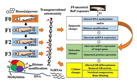 Benzo[a]pyrene osteotoxicity and the regulatory roles of genetic and ...