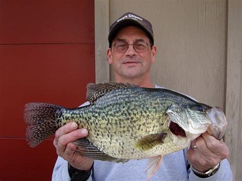 Techniques For Crappie Artificial Baits | Fish, Crappie fishing ...