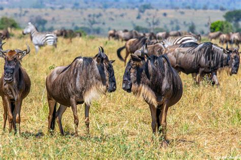 Serengeti-Two Wildebeest | Serengeti National Park, Tanzania 2020 ...