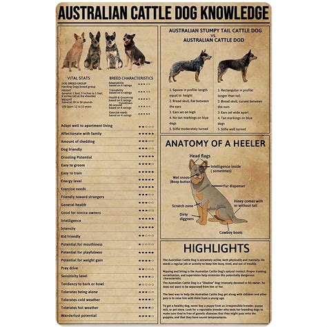 Are Cattle Dogs Hard To Train