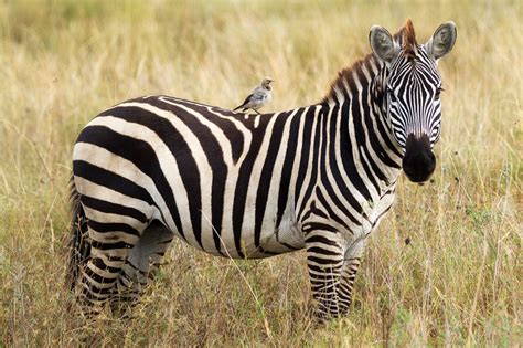 Wildlife Photography in Serengeti National Park - Part 2 - Anne McKinnell Photography