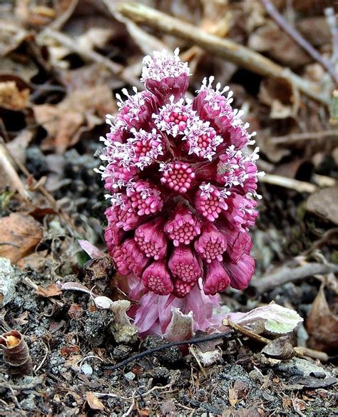 Interesting facts about Butterbur! | Scottish Wildlife Trust