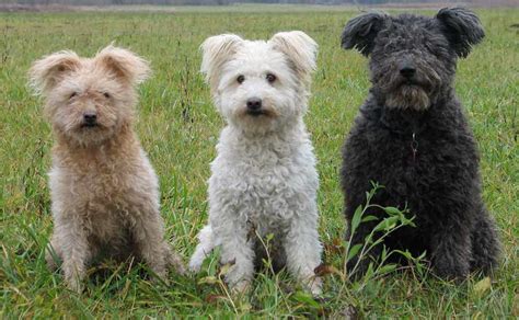 Pumi ( Hungarian Pumi ) - Dog Breed Standards