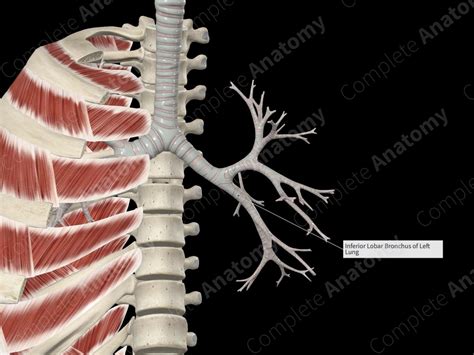 Left Inferior Lobar Bronchus | Complete Anatomy