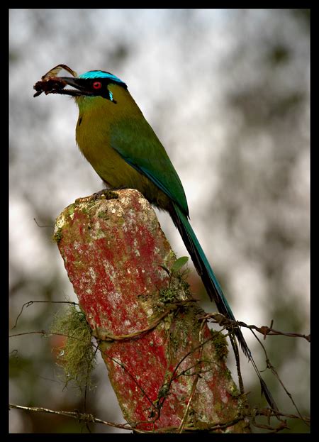 Andean Motmot - BirdForum Opus | BirdForum