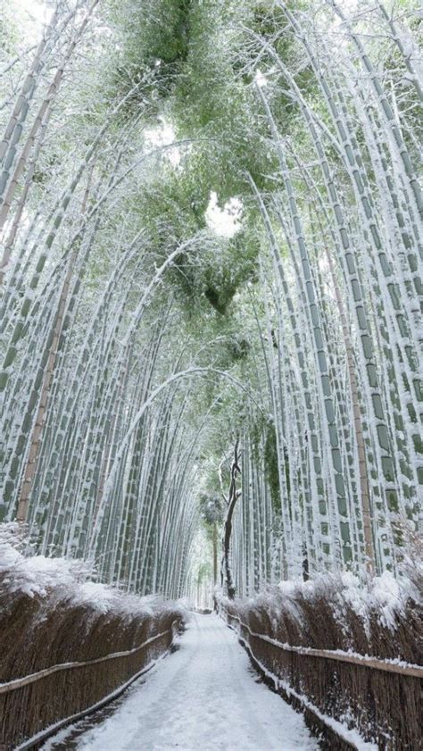 Arashiyama Bamboo Grove in winter - backiee